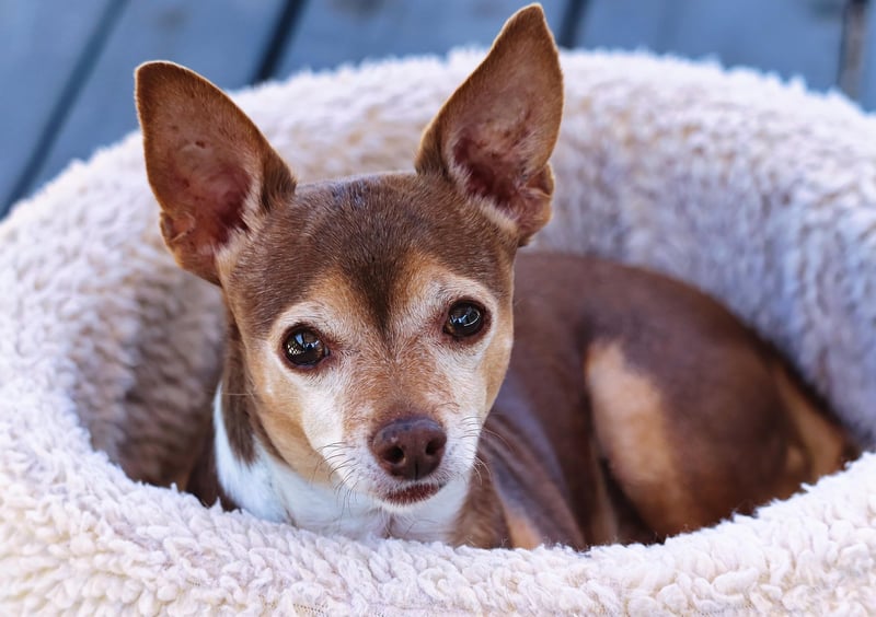 Upcycled Suitcase Pet Bed